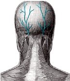 occipital-nerve